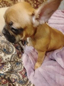 Французський бульдог