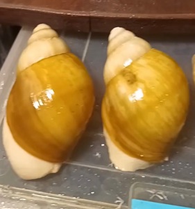 Українське біле золото (ссп) дорослі