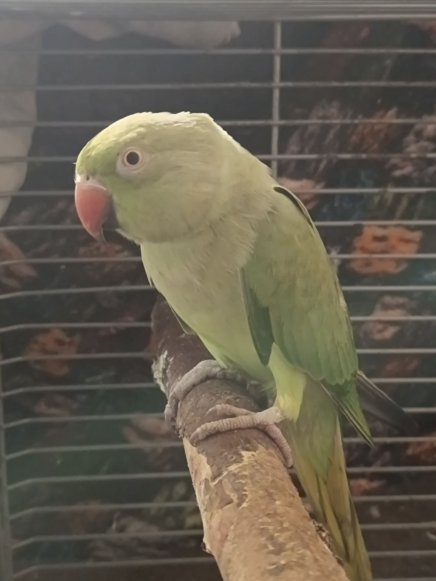 Самка 2,5 года