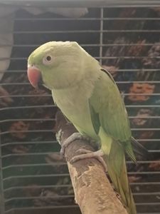 Самка 2,5 года