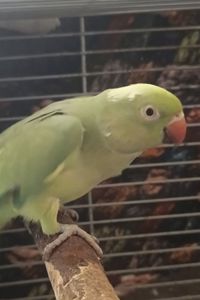 Самка 2,5 года