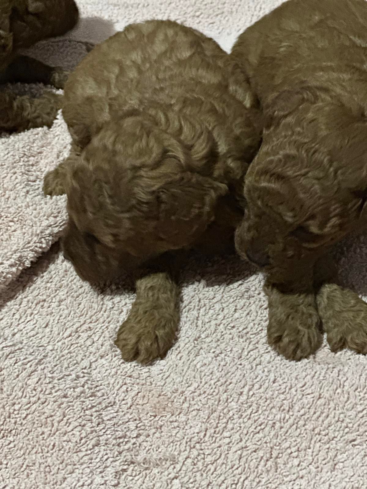 Щенки Той Пуделя чистокровные