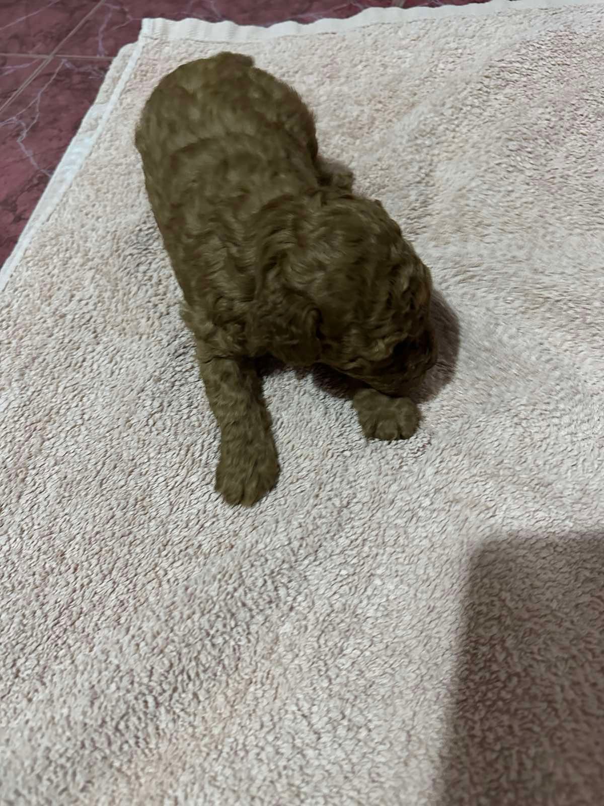 Щенки Той Пуделя чистокровные