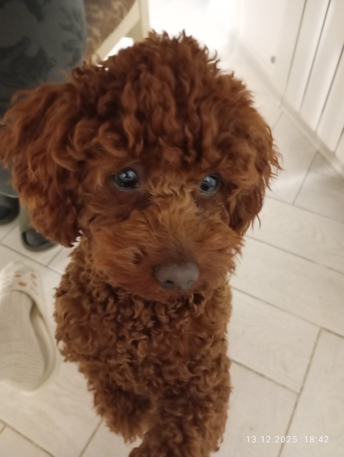 Щенки Той Пуделя чистокровные