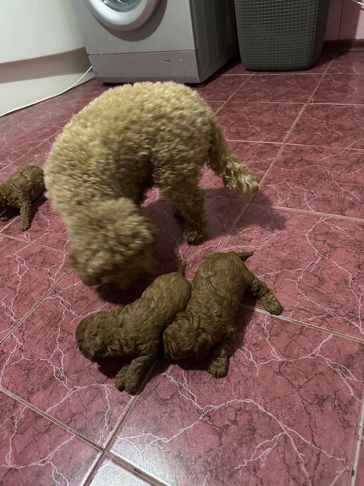 Щенки Той Пуделя чистокровные