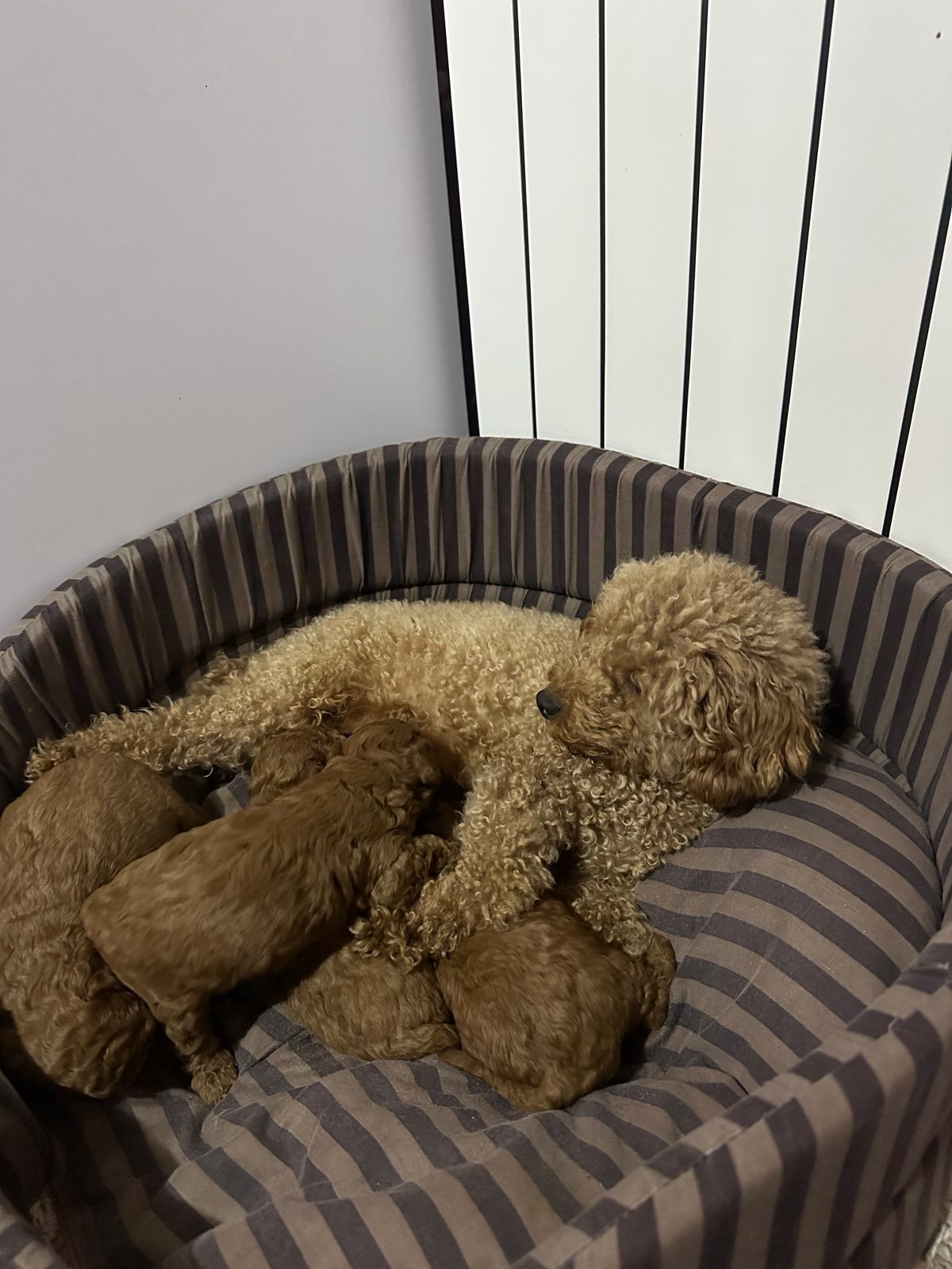 Щенки Той Пуделя чистокровные