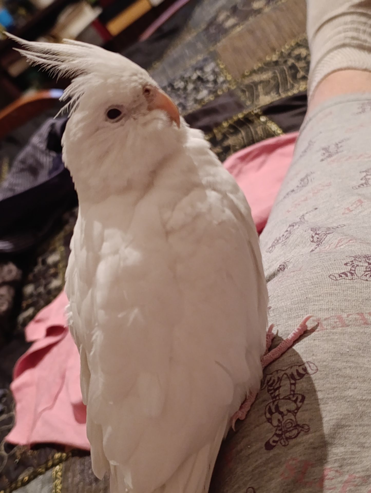 Корелла альбинос 5 месяцев