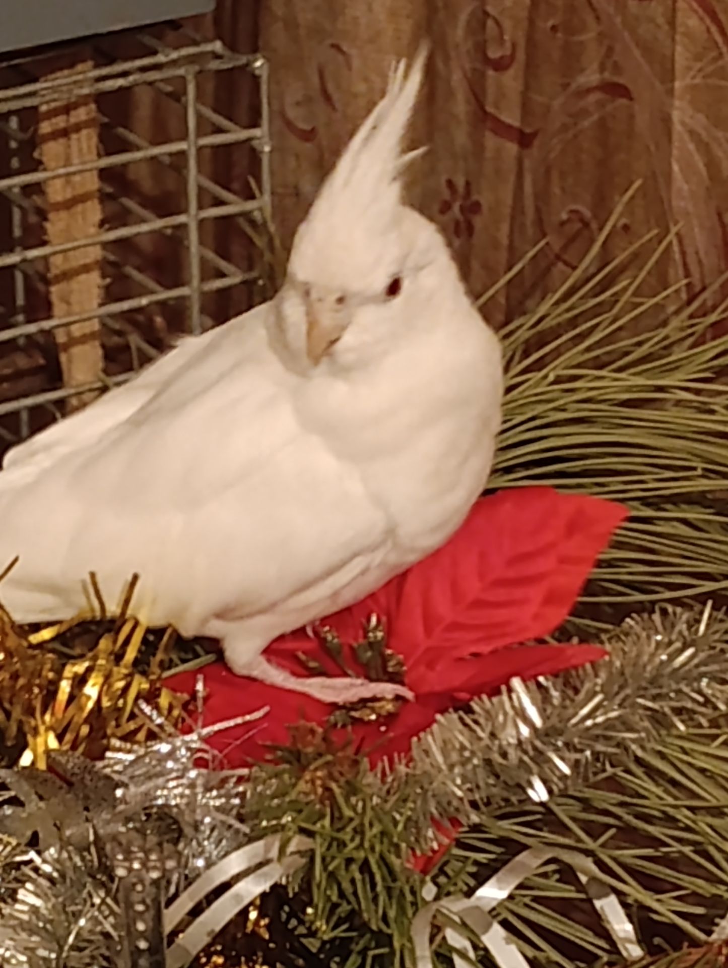 Корелла альбинос 5 месяцев