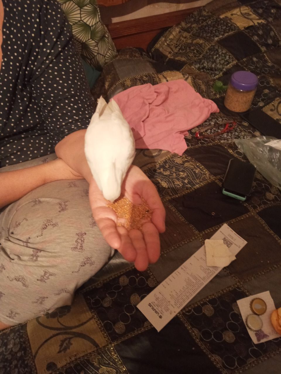 Корелла альбинос 5 месяцев