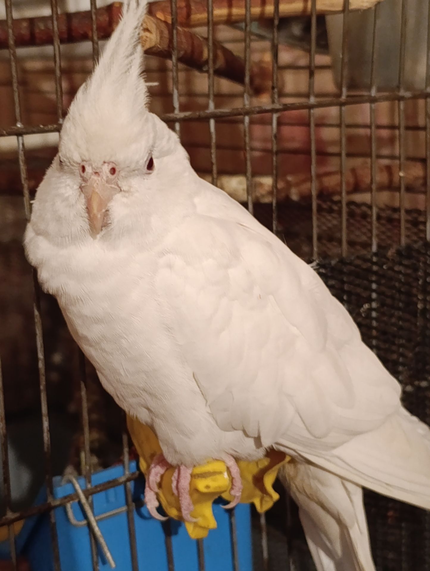 Корелла альбинос 5 месяцев