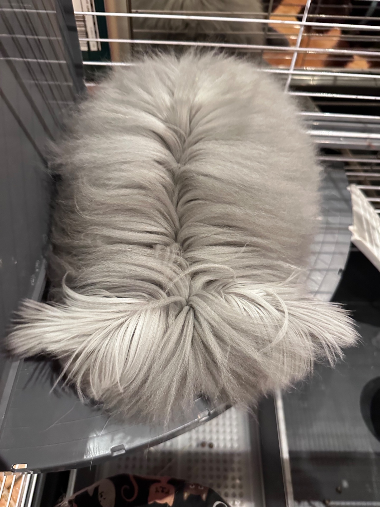 Ангорський