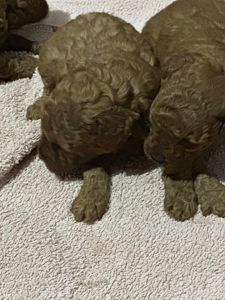 Щенки Той Пуделя чистокровные