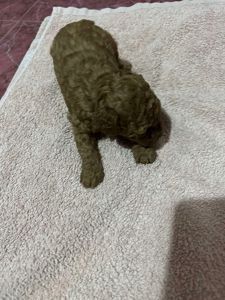 Щенки Той Пуделя чистокровные