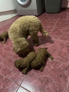 Щенки Той Пуделя чистокровные