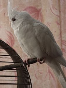 Корелла альбинос 5 месяцев