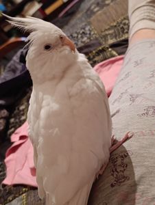 Корелла альбинос 5 месяцев