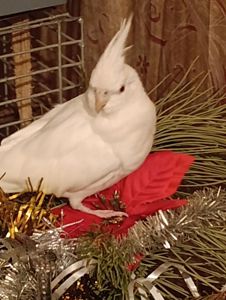 Корелла альбинос 5 месяцев