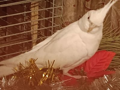 Корелла альбинос 5 месяцев