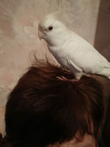 Корелла альбинос 5 месяцев