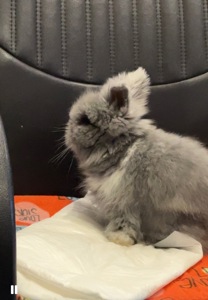 Ангорський