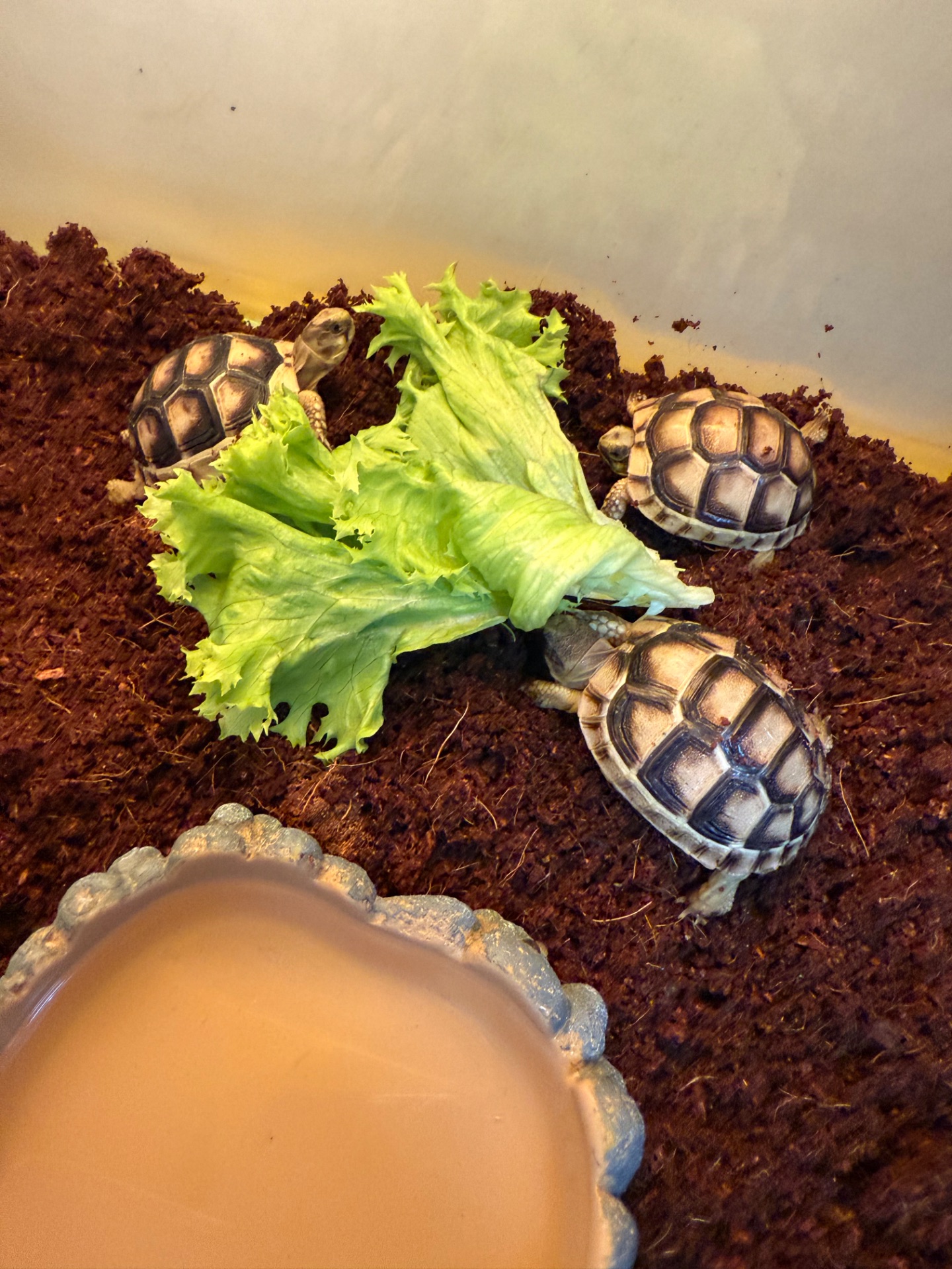 Маленькі облямовані сухопутні черепахи