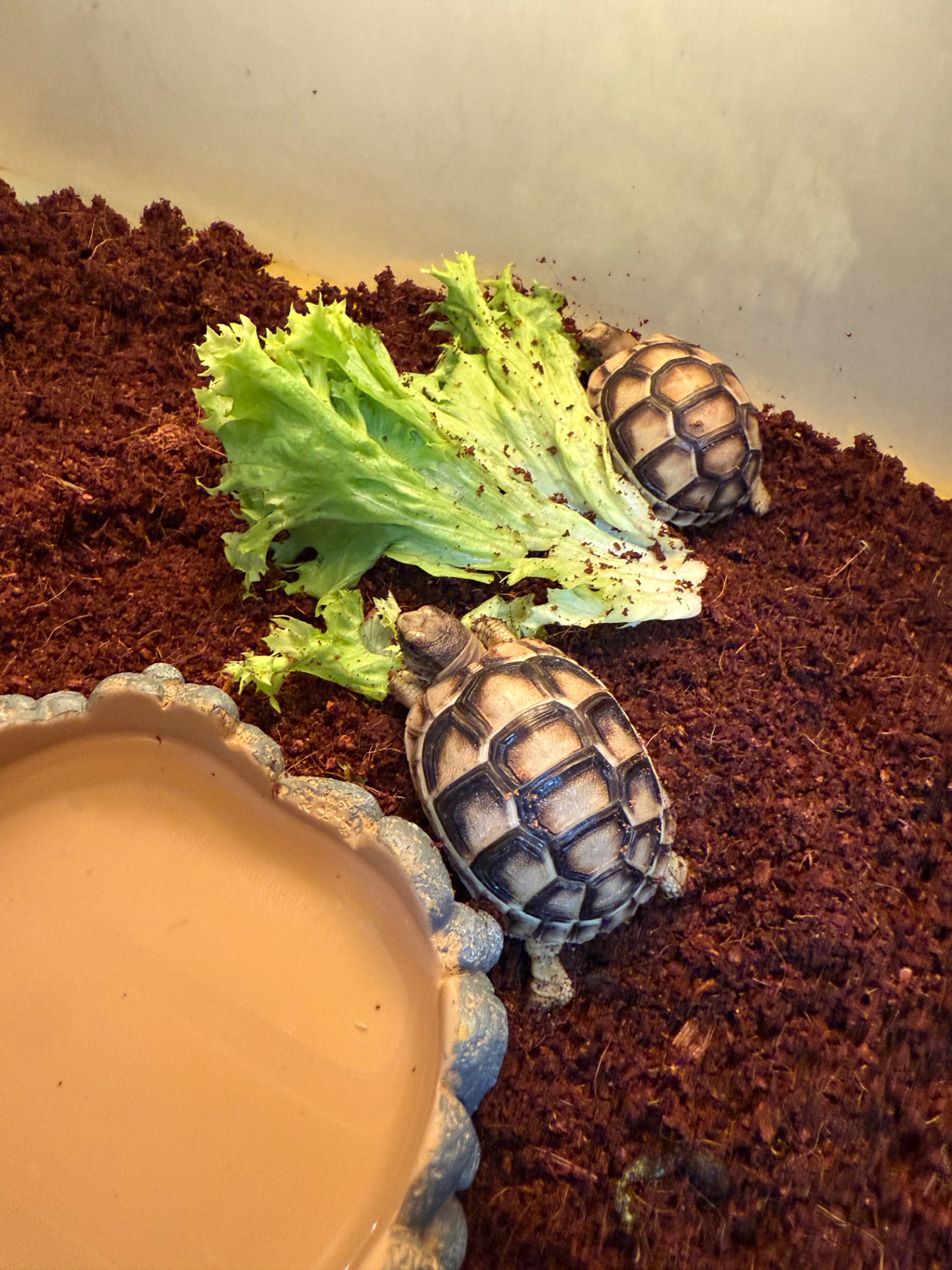 Маленькі облямовані сухопутні черепахи