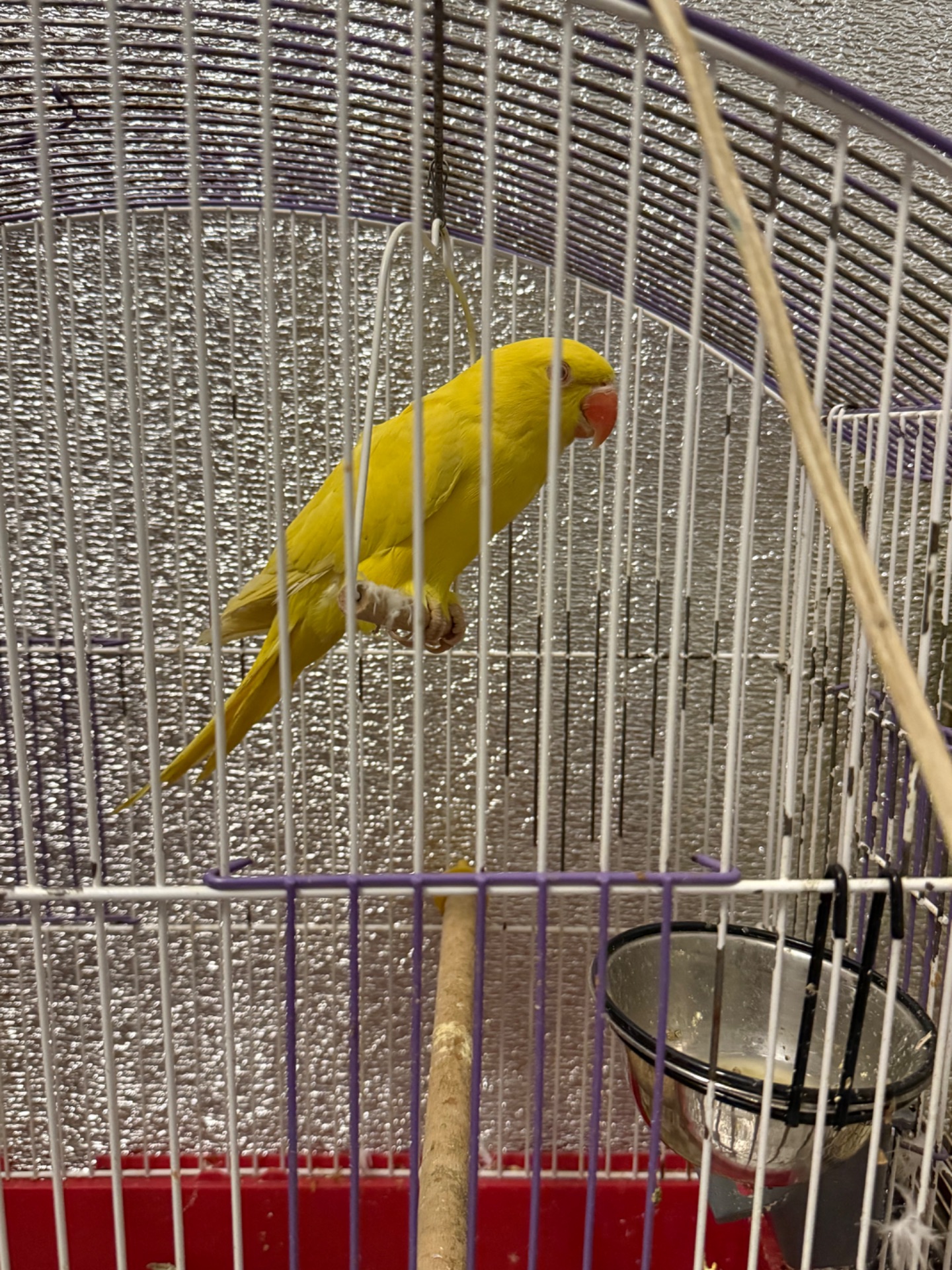 Ожереловий