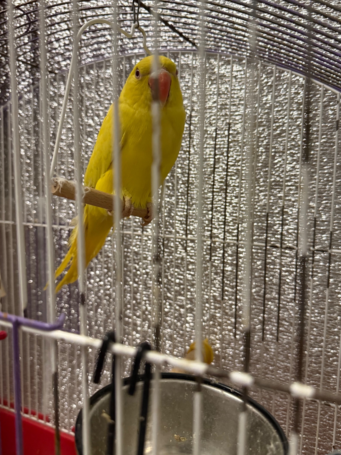 Ожереловий