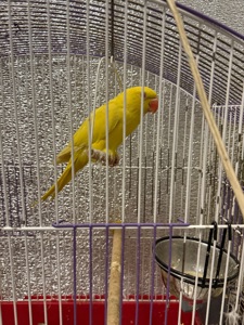 Ожереловий