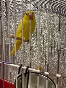 Ожереловий