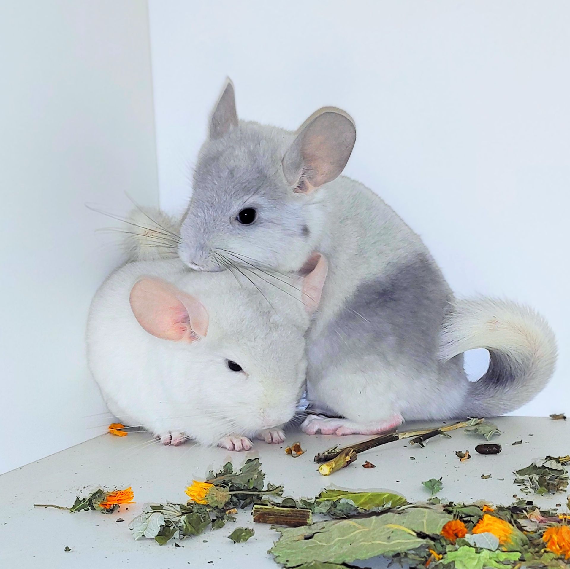 Малюк білий фіолет 🩵