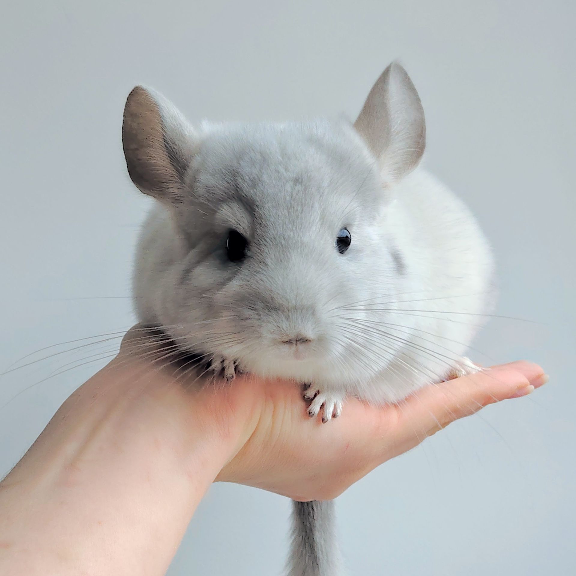 Малюк білий фіолет 🩵