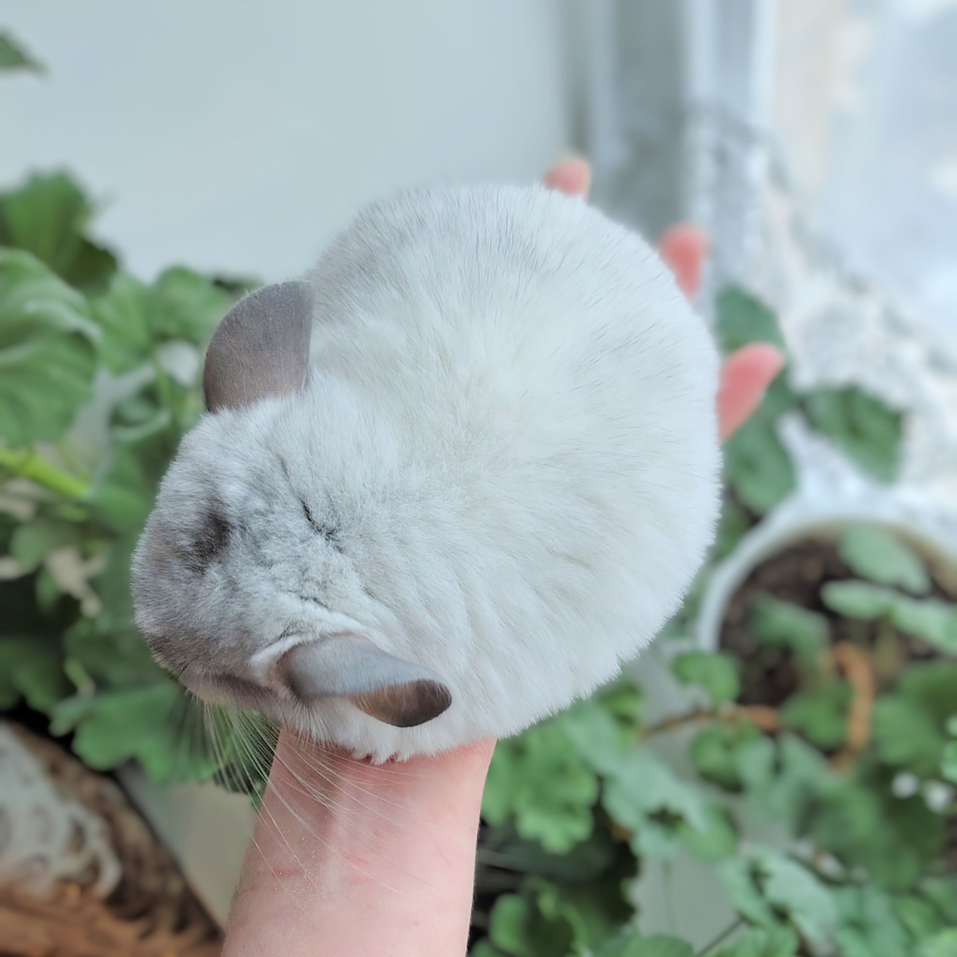 Біленька дівчинка 🤍