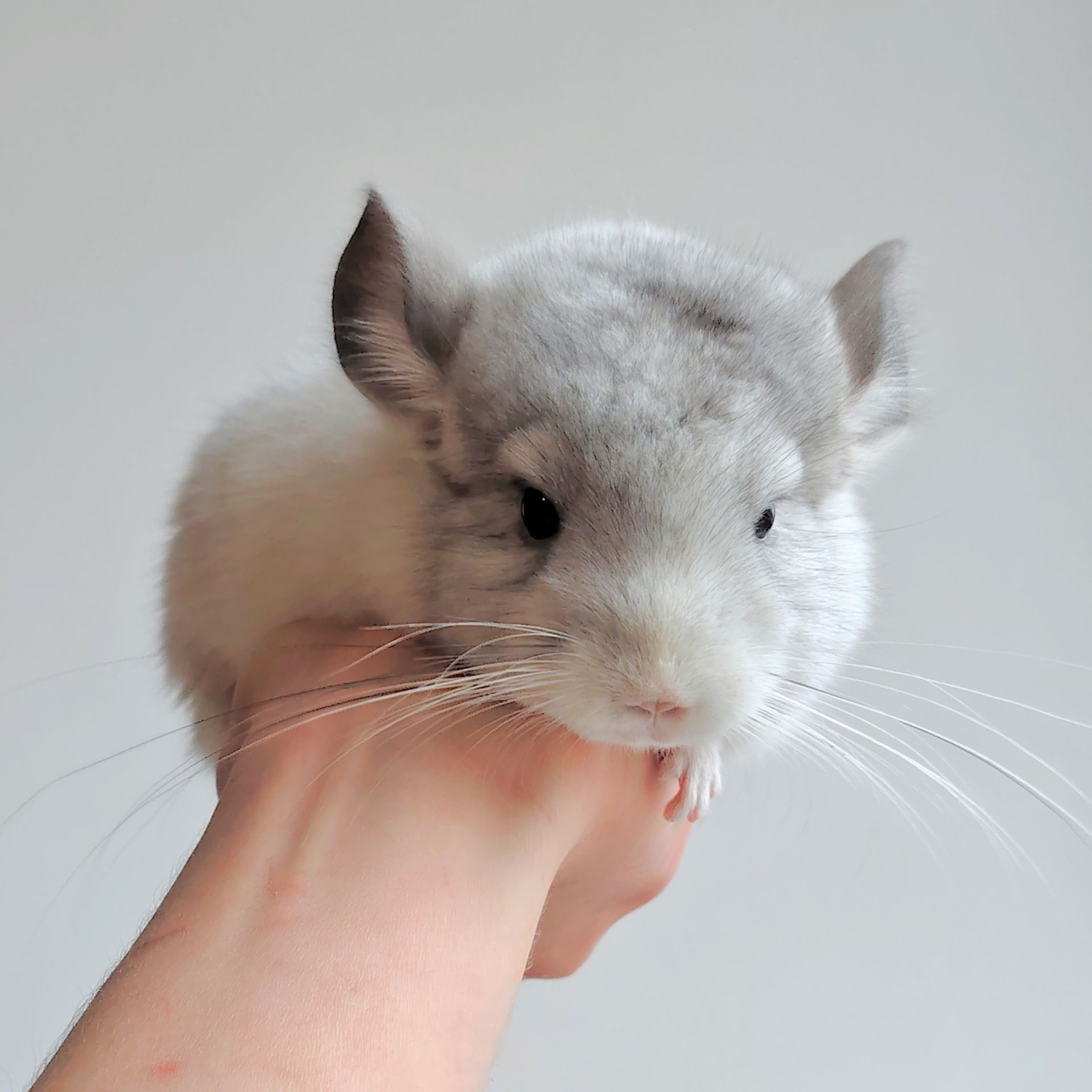 Біленька дівчинка 🤍