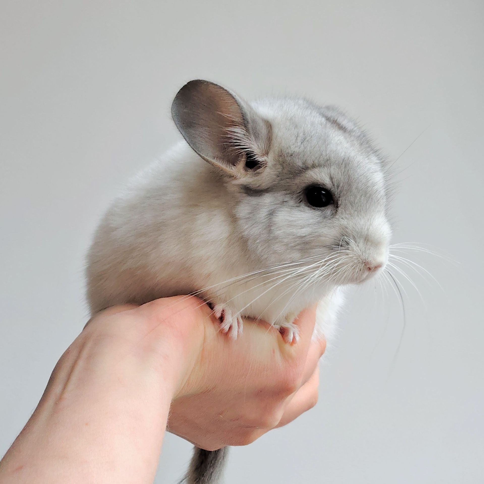 Біленька дівчинка 🤍