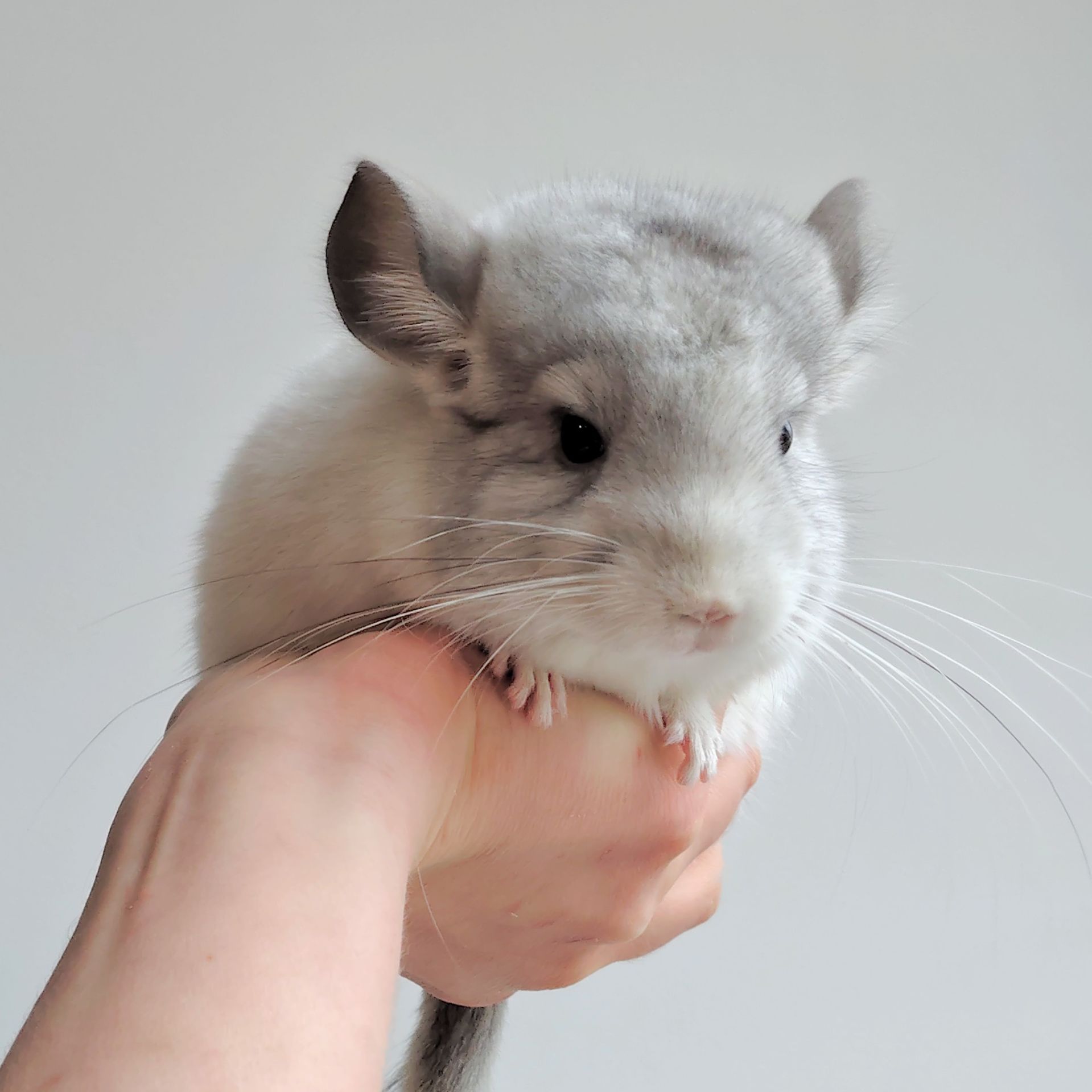 Біленька дівчинка 🤍