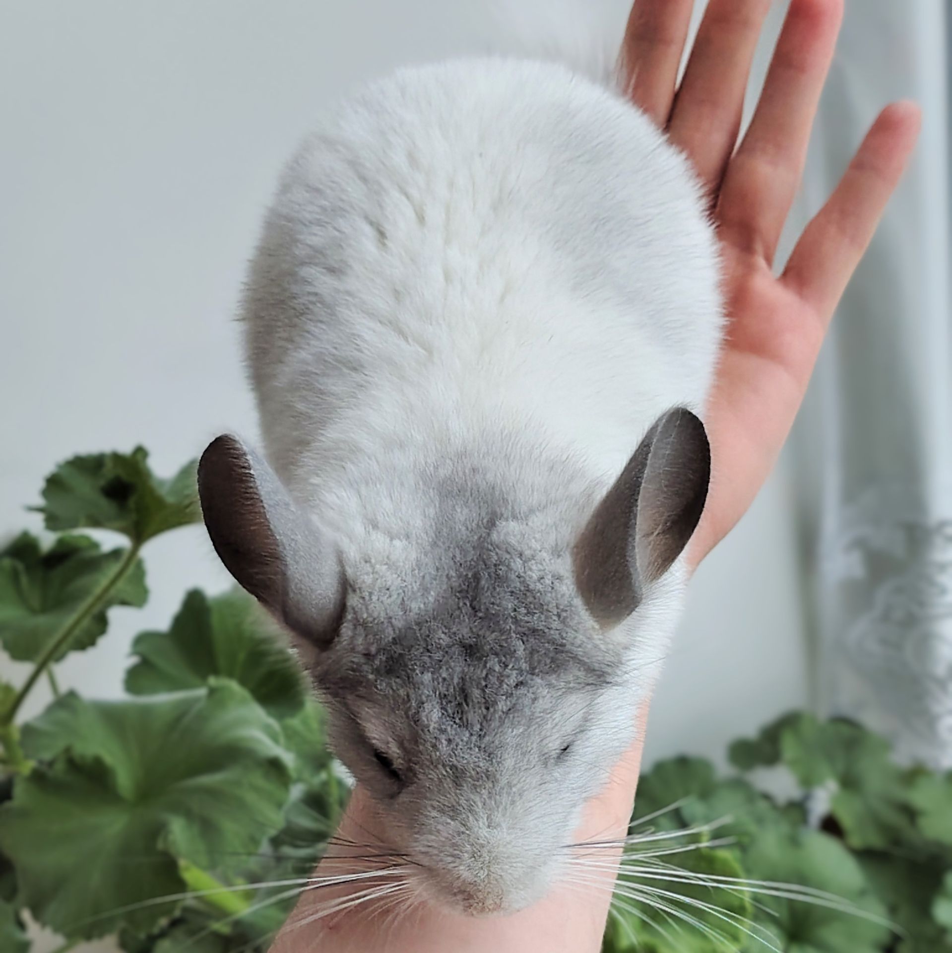 Біленька дівчинка 🤍