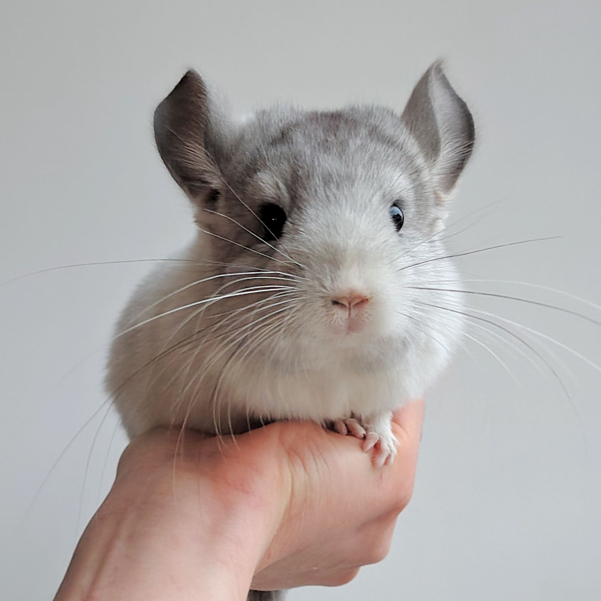 Біленька дівчинка 🤍