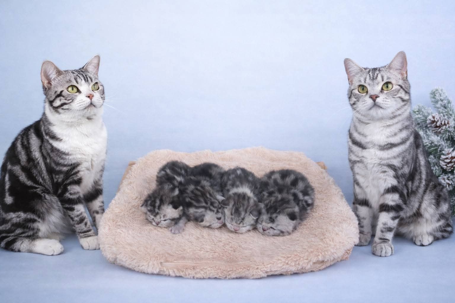 Американська короткошерста. Дівчата. Раннє бронювання