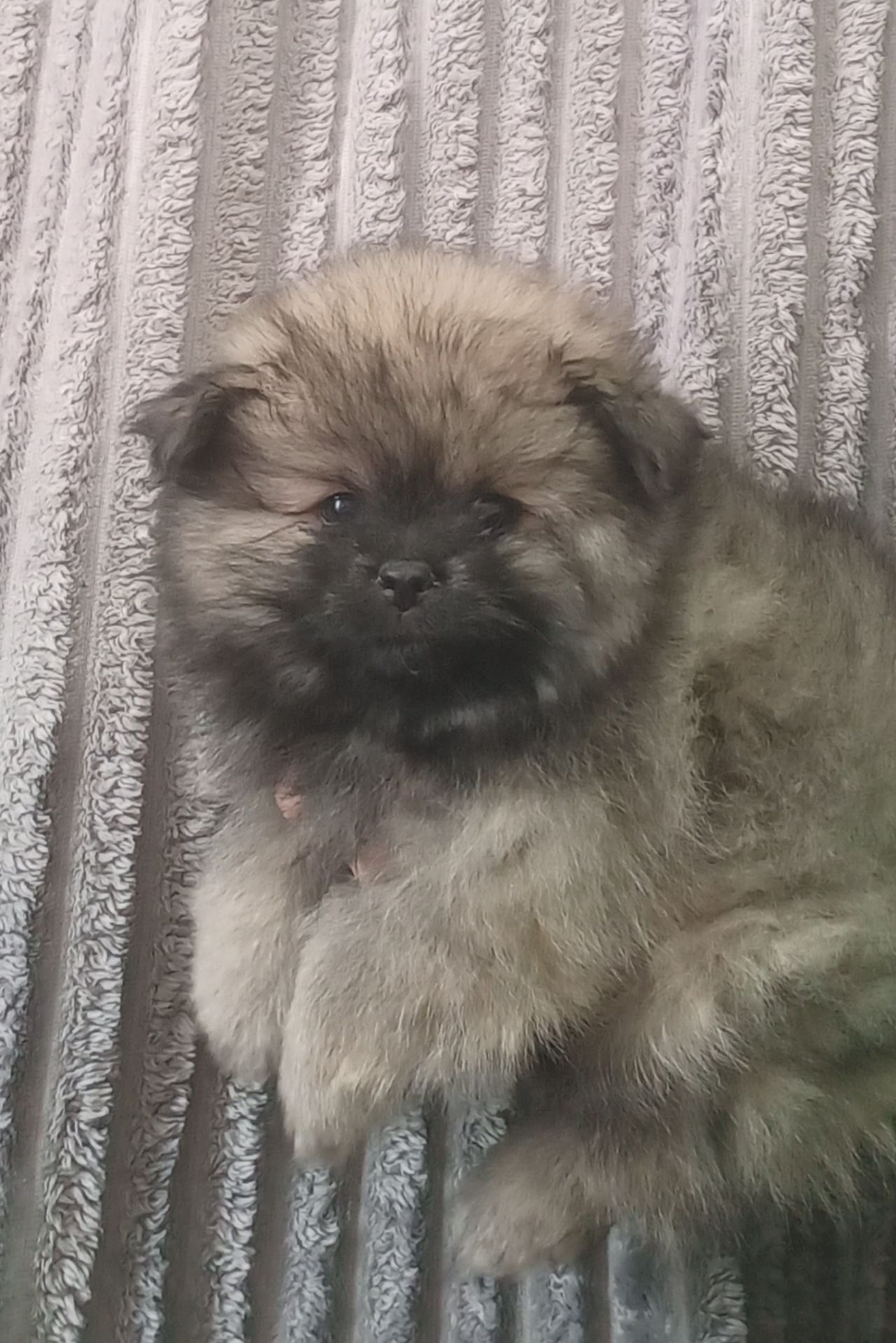 Цуценята померанського шпіца чекають на люблячих господарів