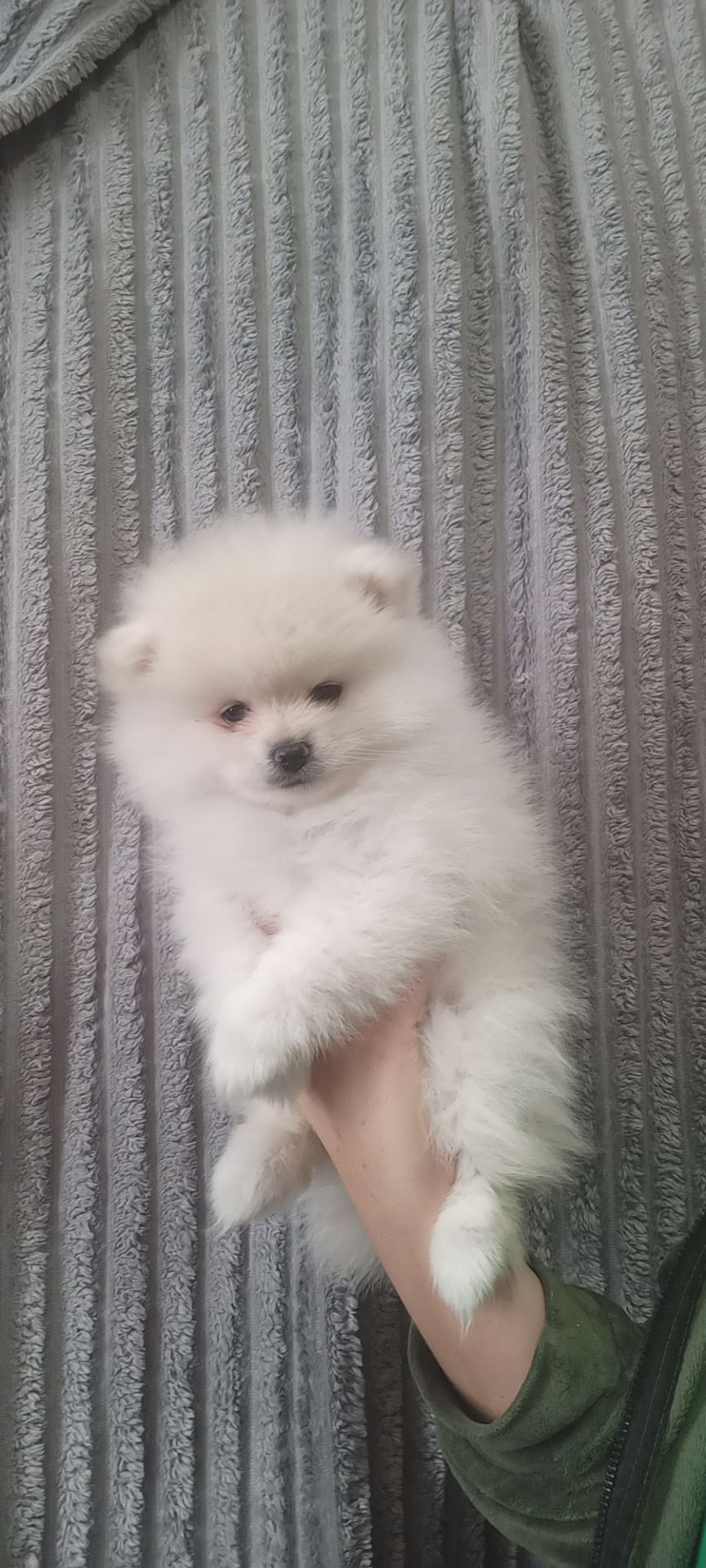 Цуценята померанського шпіца чекають на люблячих господарів