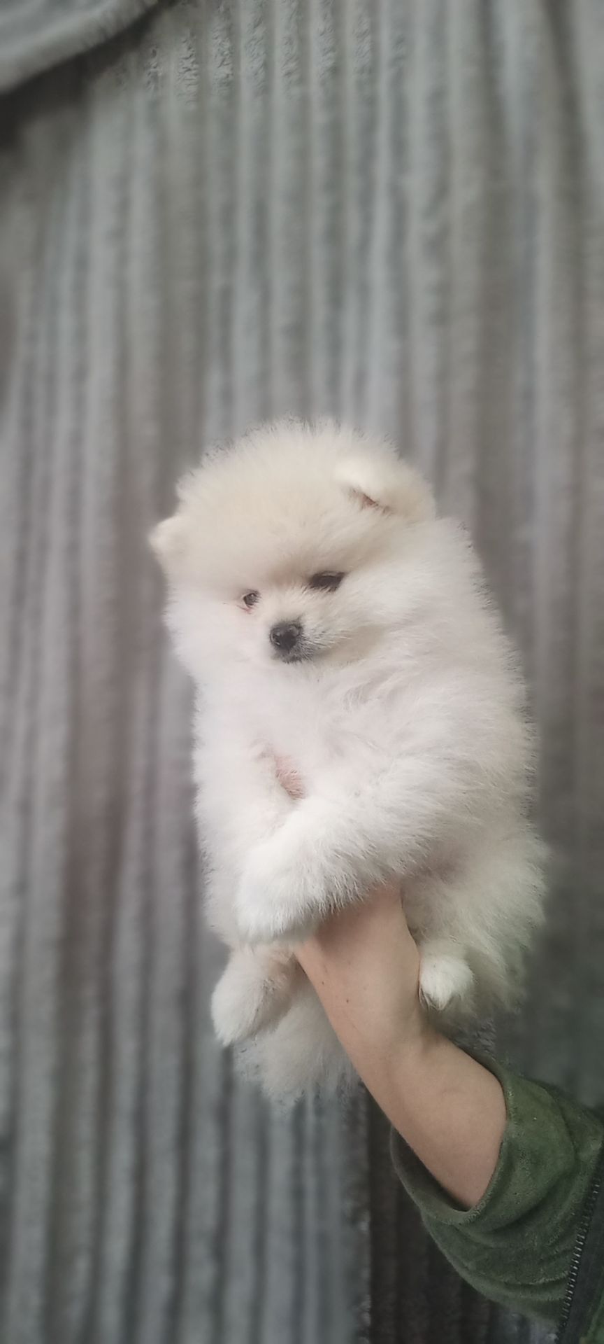 Цуценята померанського шпіца чекають на люблячих господарів