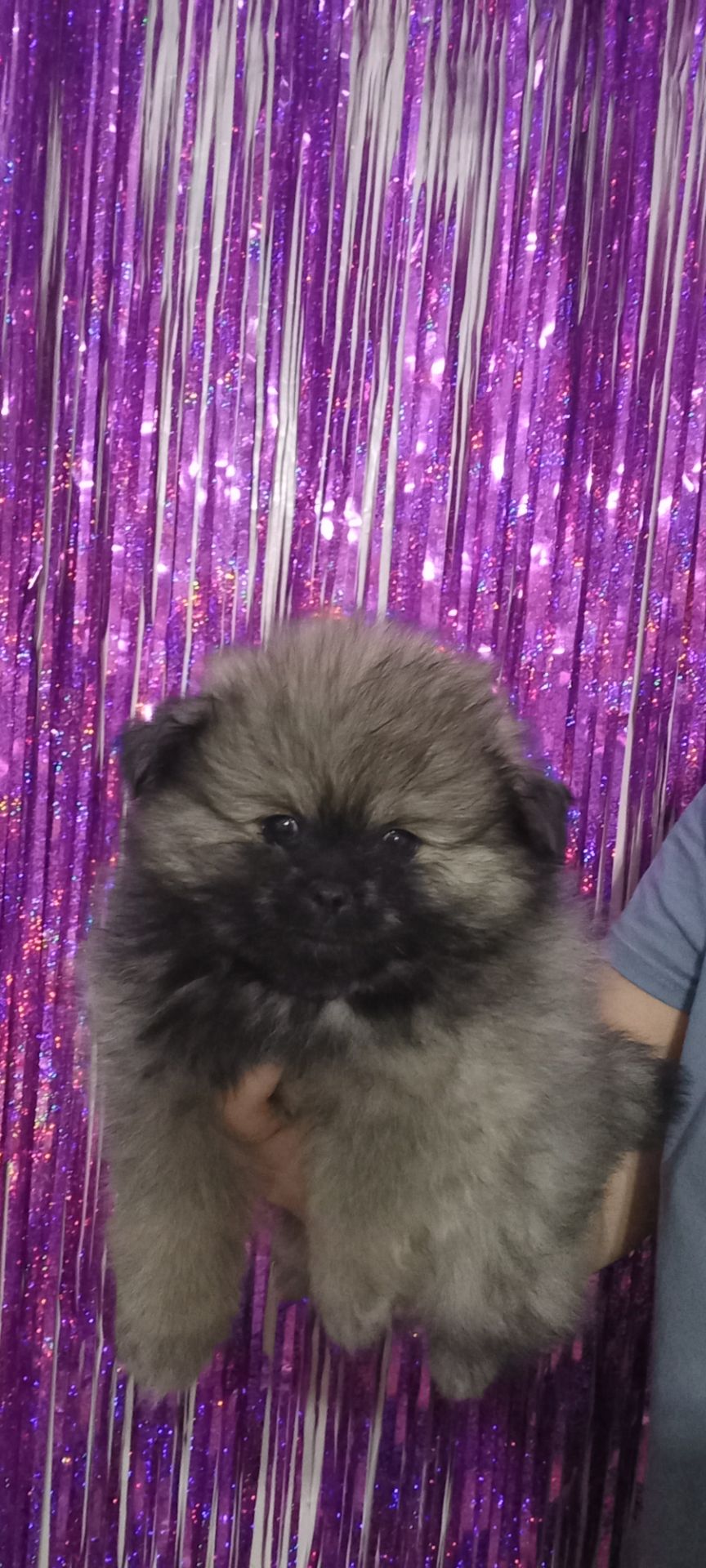 Цуценята померанського шпіца чекають на люблячих господарів