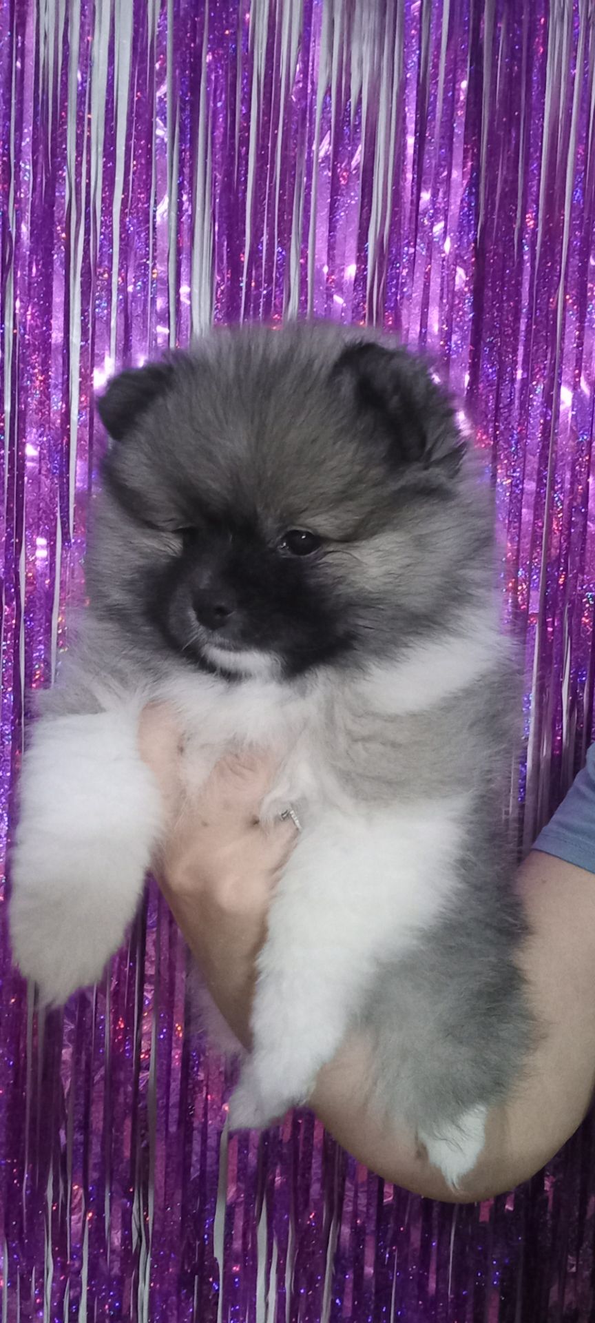 Цуценята померанського шпіца чекають на люблячих господарів