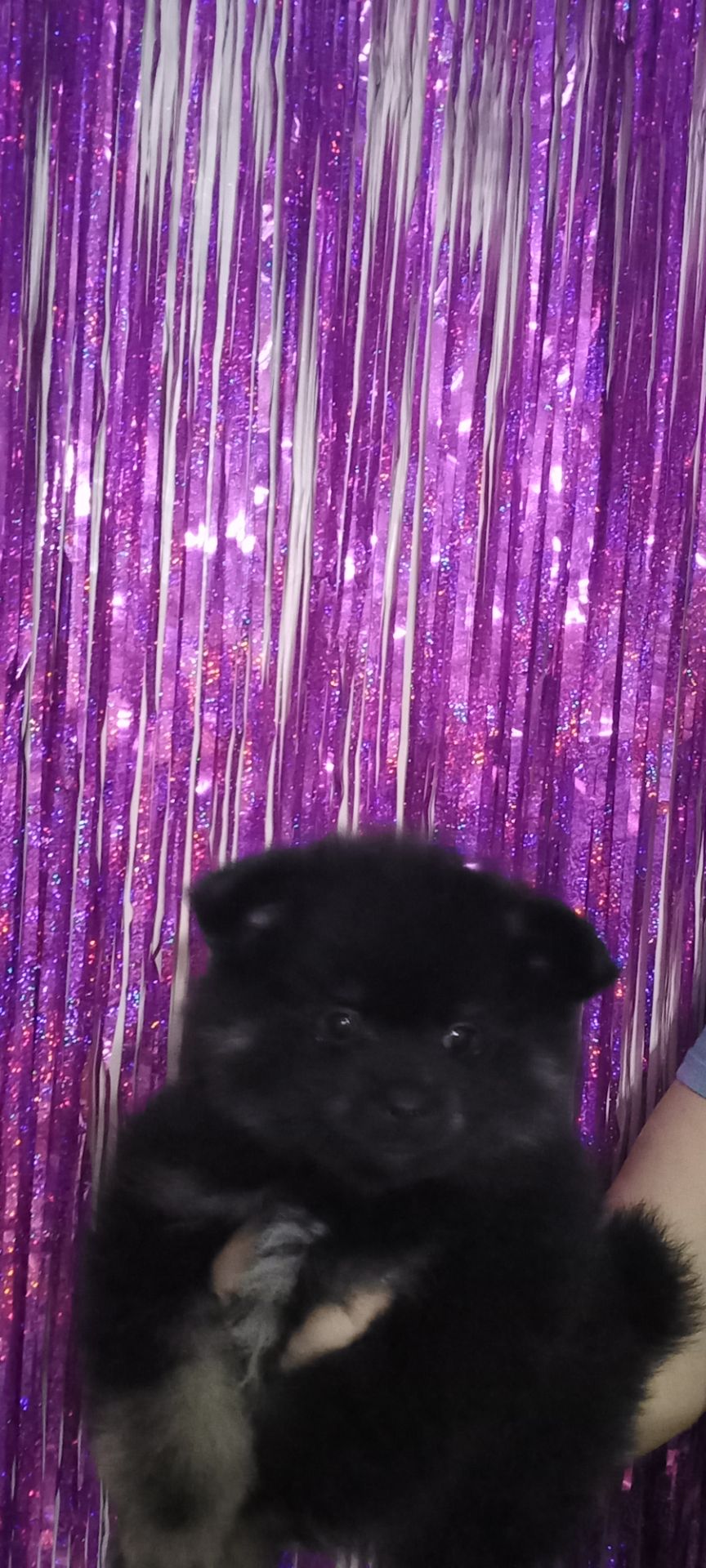 Цуценята померанського шпіца чекають на люблячих господарів