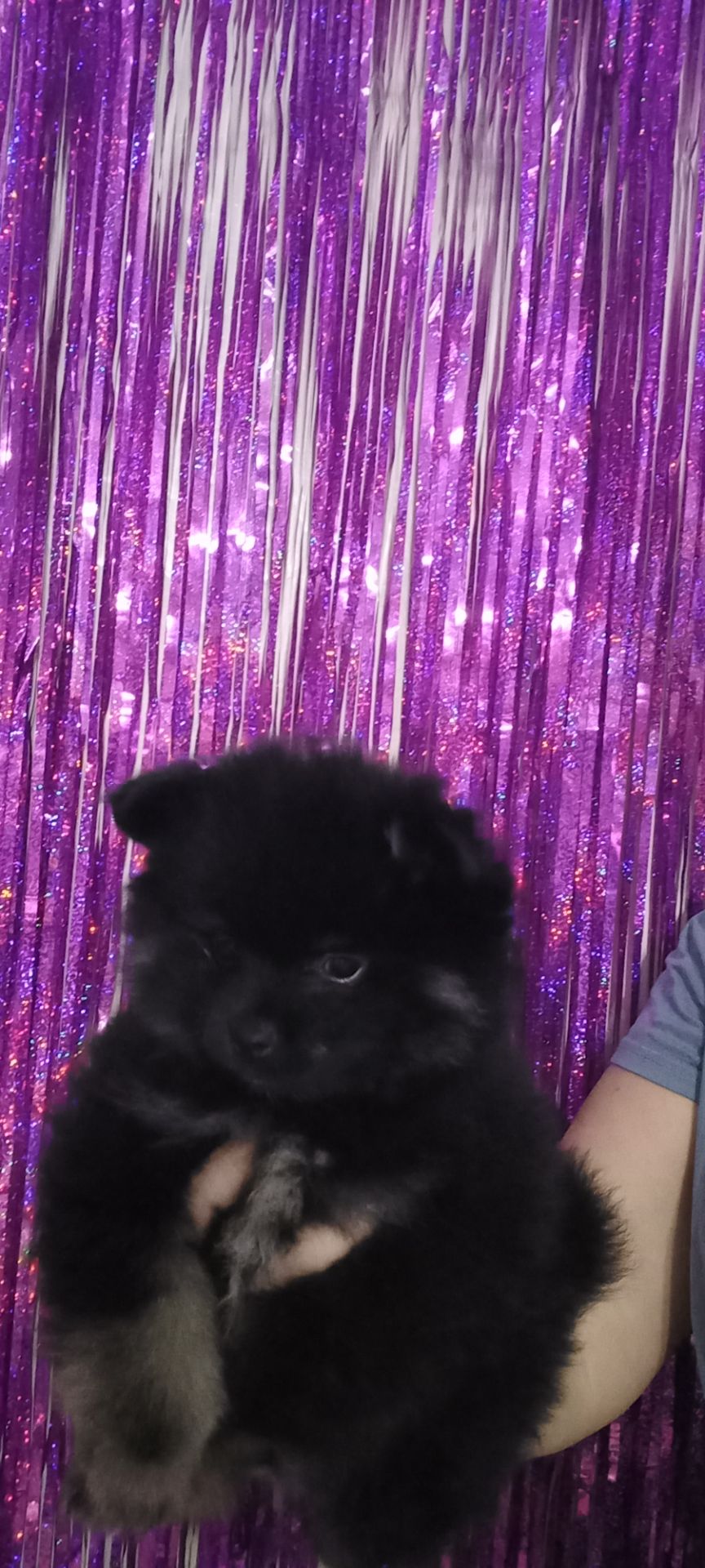 Цуценята померанського шпіца чекають на люблячих господарів