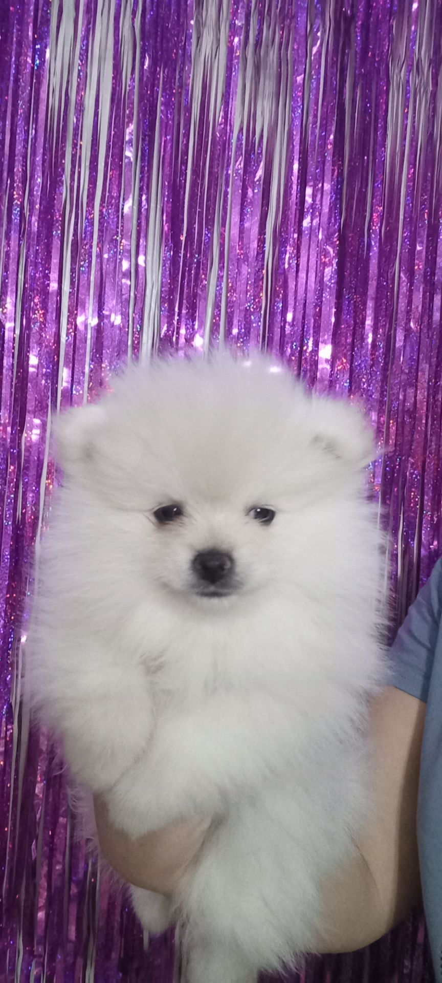 Цуценята померанського шпіца чекають на люблячих господарів