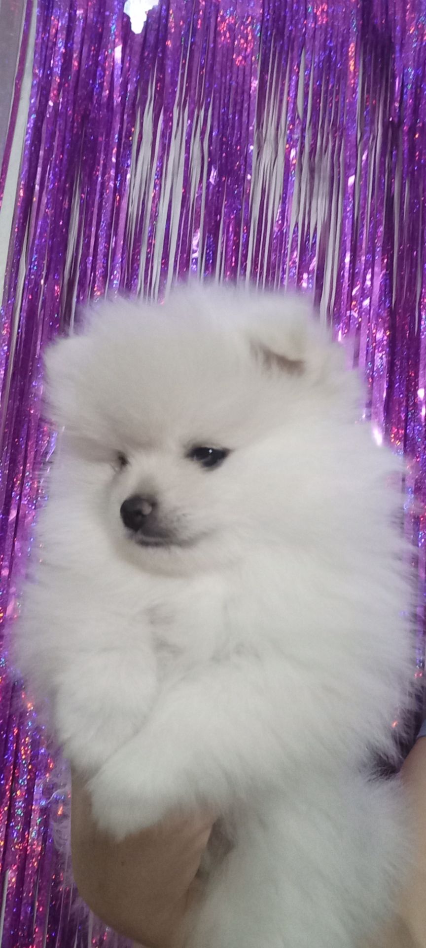 Цуценята померанського шпіца чекають на люблячих господарів