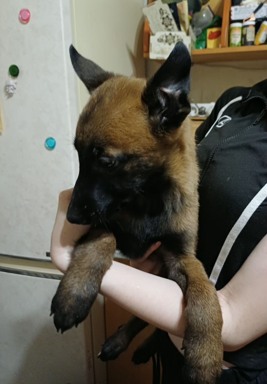 Цуценята малінуа