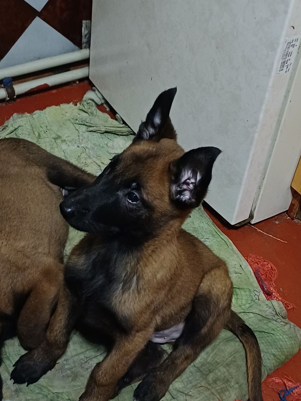 Цуценята малінуа